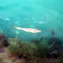 ホノルル港の魚のえさは 25 カラフルな魚に餌やりが出来ます By ミシマ ホノルル港のクチコミ フォートラベル ホノルル港の魚のえさは 25 カラフルな魚に餌やりが出来ます By ミシマ ホノルル港のクチコミ フォートラベル