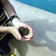 こんな感じの丸玉です 