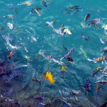 魚たちが集まってきます 