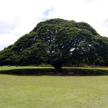 モンキーポッド（ねむの木）