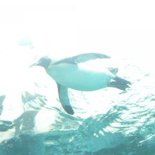水槽の中を気持ちよさそうに泳ぐペンギン