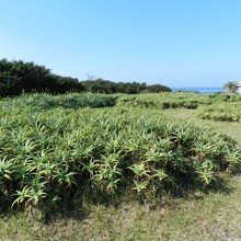 駐車場〜三段壁途中にはアロエの畑が！