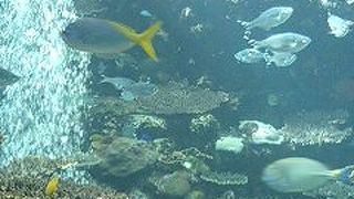 身近に見れる海の中！