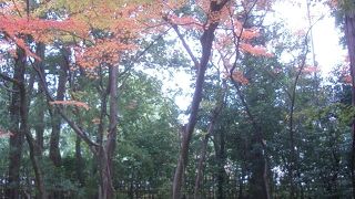 高桐院は大徳寺の塔頭のひとつです。