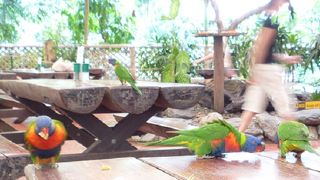 ジェイさんツアーで行くモスマン渓谷とレインフォレストハビタット動物園