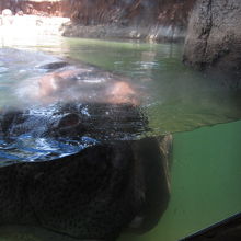 わかりにくいけどカバのアップです