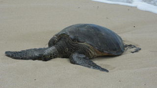 ホヌさんと出会えた