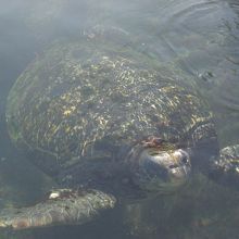 こんな１ｍ以上もある亀がたくさんいました
