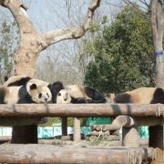 四川省から出張中のコパンダちゃんにも会える動物園