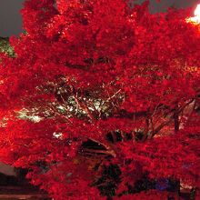 真っ赤に色づく紅葉