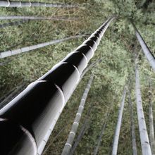 竹林も見事です