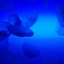 ドラマ 流れ星 のロケ地の新江の島水族館はクラゲがいっぱい By Can 江の島のクチコミ フォートラベル ドラマ 流れ星 のロケ地の新江の島水族館はクラゲがいっぱい By Can 江の島のクチコミ フォートラベル