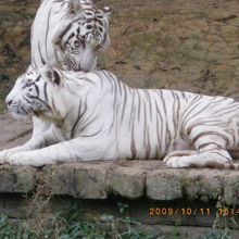 世界で一番ホワイトタイガーが多い動物園です。