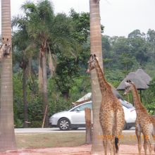 動物園の一番奥はサファリパーク方式。