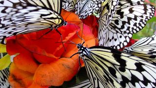 テンション上がるよ！