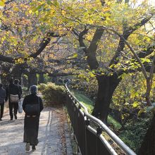 市ヶ谷から飯田橋にかけての線路沿いは桜の名所です
