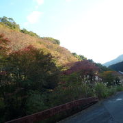 11月下旬では紅葉には早すぎたかも