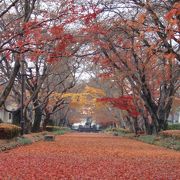 大山参道〔紅葉〕