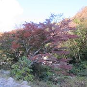 紅葉は12月からかも