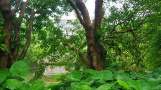 緑豊かな遊歩道