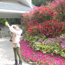 全部屋外に花が植えられています。温室はありません。