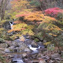 渓谷沿いに広がる木々の紅葉が見事です。