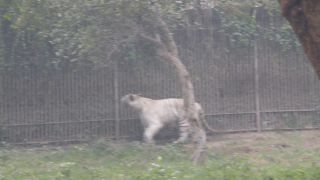 国立動物園