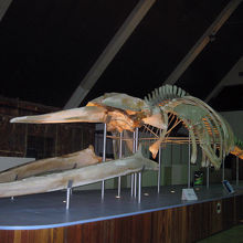 大きなクジラの骨格標本（写真撮影許可済）