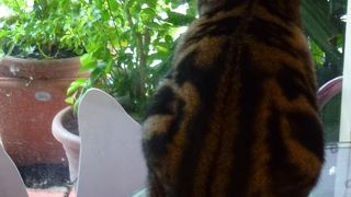 ＭＲＴ芝山駅前にある、猫カフェの老舗です！！