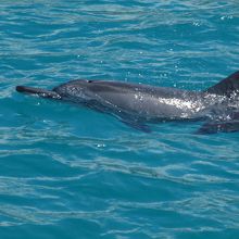 たくさんのイルカがジャンプしています。