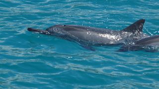 イルカとウミガメに同時に会えるシュノーケルツアー。