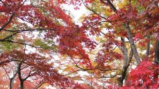 箱根の紅葉の名所です