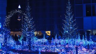 ヴァイオリンの音色に包まれる青の森