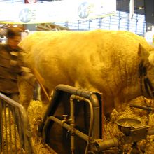 ウシもいます！