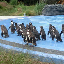 フンボルトペンギンたち
