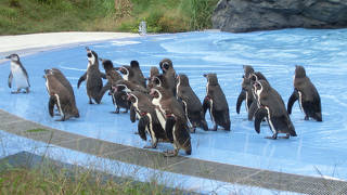 ゆったり散歩にもお勧めのこども動物自然公園です