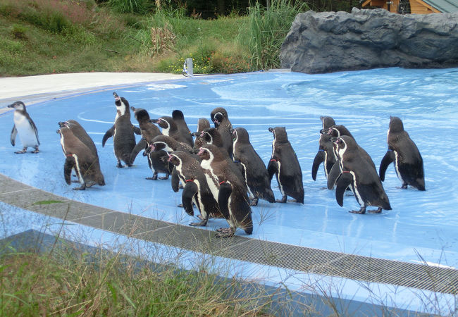 フンボルトペンギンたち