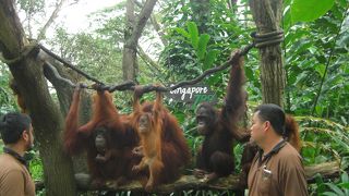 オランウータンが可愛い