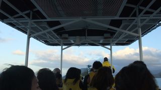 野生のイルカの大群は圧巻！！