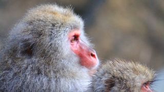温泉でのんびり♪野生のお猿さん！