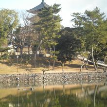 池から興福寺の五重塔を見る