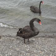 タウポ湖の温泉