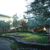 中庭にオリーブの木