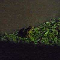 かえるもウロウロしてます