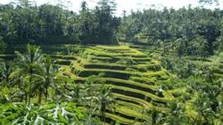 本当に360度ライステラスです