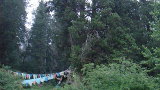 世界柏樹王園林