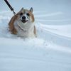 犬も人もたっぷり遊べる温泉リゾート