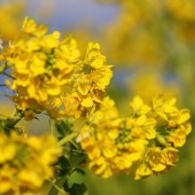 早咲きの菜の花，寒咲花菜(かんざきはなな)が咲きます