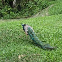 野生？のクジャクがお出迎え！