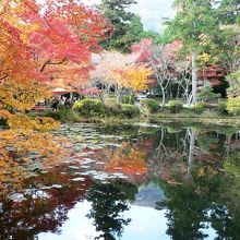 大原野神社の光景